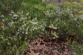 Image result for Landolphia glabra