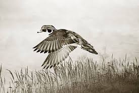Black And White Birds In Georgia Male Wood Duck Georgia Wetlands Black And White Art Gift Etsy Bird Art Print Bird Art Duck Art