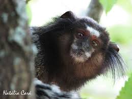 Aromatic markings are observed in these groups, but it is believed that marking prevents other species than other blackfish marmoset groups because other groups generally ignore these markings. Black Tufted Marmoset Callithrix Penicillata Jungledragon