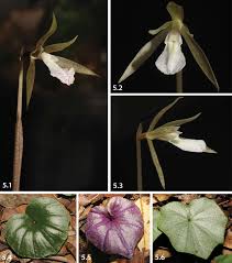 Image result for Nervilia sp.no.4
