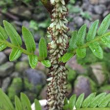 Image result for Ptisana