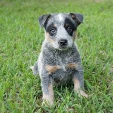 $250 morgantown, kentucky australian cattle dog puppies. Belle Australian Cattle Dog Puppy 603058 Puppyspot