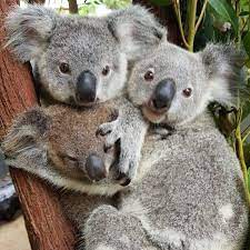hayvanat bahcesi hayvan sevgisi asilar mi cute animals cute baby animals koala