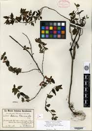 Image result for Clinopodium vernayanum