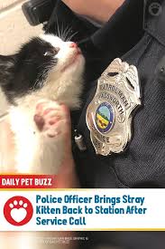 Police Officer Brings Stray Kitten Back To Station After Service Call In 2020 Cat Rescue Cat Shelter Kitten
