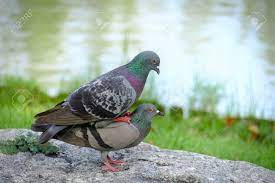 Taube Die Auf Dem Rucken Des Taubenvogels Steht Lizenzfreie Fotos Bilder Und Stock Fotografie Image 68338873