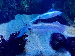 アオリイカの産卵時期と回数、そして精莢って何！？ - Fishing Aquarium ~飼育員が創る釣り水族館~