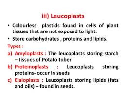 Leucoplast – Definition, Types, Structure, Functions, & Diagram