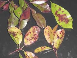 However, this summer has been a different story. Plantanswers Plant Answers The Unbeatable Foes
