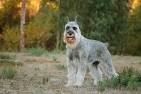 Standard Schnauzers for Sale | Dogs on Oodle Classifieds
