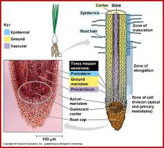 No labels root hair cell real phloem healthy hair root leaf root cells. Absorption Of Water