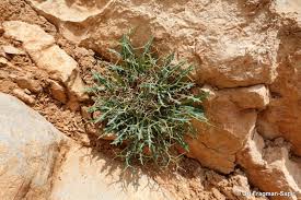 Image result for Launaea violacea