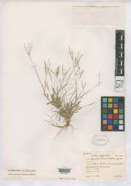 Image result for Chrysochloa