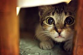 Resultado de imagen de feliway imagenes miedo