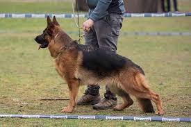 Protection, family/personal companions, and service dogs (ptsd). Vom Nordosten Haus
