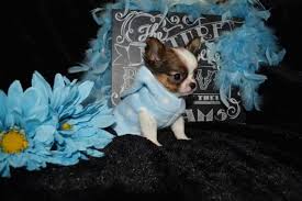 Find merle chihuahua in dogs & puppies for rehoming | find dogs and puppies locally for sale or adoption in canada : Teacup Chihuahua For Sale In Orlando Florida