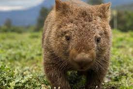 We're the wombats method to the madness out now. All Inclusive Wandern Mit Wombats Tour Sydney 2021
