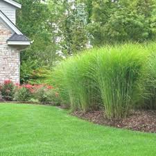 Miscanthus Gracillimus Gracillimus Miscanthus Ziergras Garten Bepflanzen Garten