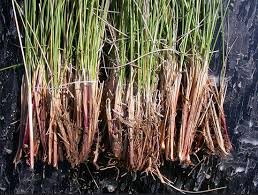 Image result for Festuca chodatiana