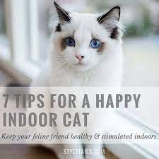 Pin On Cat Ideas Solutions