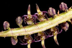 Image result for Bulbophyllum scaberulum