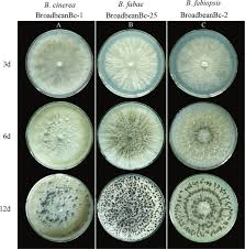 Image result for Botrytis cinerea