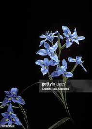 Image result for Moraea simulans