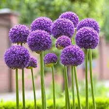 Buy Gladiator Allium Best Deals On Spring Bulbs Breck S Allium Flowers Garden Bulbs Flower Garden
