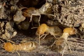 Hilo termite and pest control was started long ago on august 19, 1963 by robert s. North And West Vancouver Termite Control Call For A Free Quote 604 971 2260