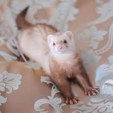100 Ferrets Ideas In 2021 Cute Ferrets Pet Ferret Baby Ferrets