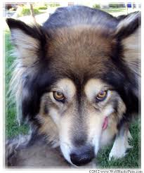 For Sale Adoption Giant Wolamute Puppies For Sale Wolf Hybrid Puppies Wolf Hybrid Dogs Wolf Hybrid