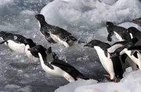 A question about penguin totems in life. Adelie Penguins The Little People Of The Antarctic