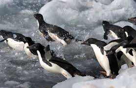 Do you want to improve your english grammar? Adelie Penguins The Little People Of The Antarctic