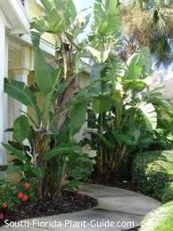 White Bird Of Paradise Images White Bird Of Paradise Birds Of Paradise Plant Tropical Landscaping Florida Landscaping