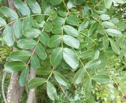 Image result for Tara spinosa