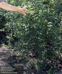 Image result for Jasminum fluminense