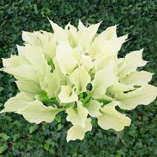 Image result for Hosta White Feather