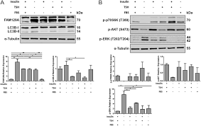 Estão abertas as inscrições para a nova turma desse curso que tem transformado a vida de centenas de pessoas. Fam129a Regulates Autophagy In Thyroid Carcinomas In An Oncogene Dependent Manner In Endocrine Related Cancer Volume 26 Issue 1 2019