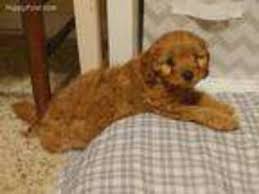 Find cavapoo puppies for sale and dogs for adoption. Puppyfinder Com Cavapoo Puppies Puppies For Sale Near Me In Virginia Beach Virginia Usa Page 1 Displays 10