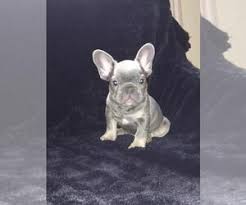 Texas unique bulldogs, lexington, tx. French Bulldog Puppies For Sale In Texas Usa Page 1 10 Per Page Puppyfinder Com