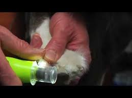 Top 10 dog nail grinders with their main features. Demonstration Furminator Nail Trimmer And Nail Grinder For Dogs Youtube