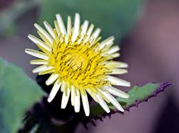 Image result for Sonchus oleraceus