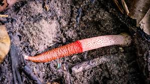 Image result for Mutinus caninus