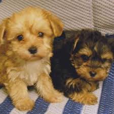 My 4 gorgeous puppies looking for their forever homes. Yorkie Poo Puppies For Sale The Puppy Palace Ct