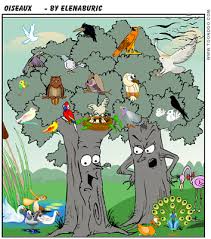 La Classe De Francais Expressions Avec Des Noms D Oiseaux Flashcards Multimedia Expressions Expressions Idiomatiques Noms Des Oiseaux