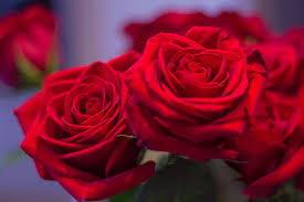 Attractive flower bouquet picture with good morning my dear caption for lovers pic. 2732x2048px Free Download Roses Flowers Red Rose Flower Petal Love Flower Bouquet Piqsels