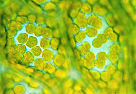 We did not find results for: Free Download Biology Cell Background One Cell Engul 1730x1206 For Your Desktop Mobile Tablet Explore 48 Cell Biology Wallpaper Science Wallpapers For Desktop Medical Screensavers Wallpaper Marine Biology Wallpaper