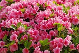 Maybe you would like to learn more about one of these? How To Grow And Care For Azaleas Gardener S Path