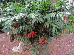 Image result for Chamaedorea microspadix