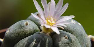 This is the name given to a group of drugs which affect the senses. Peyote Mescaline What You Need To Know